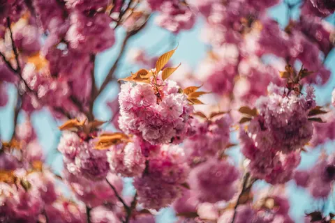Hình nền Cây anh đào 4K · flowers · 3840×2560
