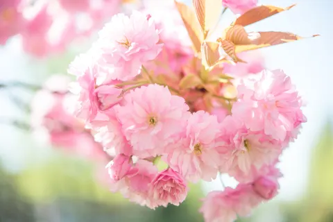 Fondo de pantalla Cerezo en flor 4K · flowers · 3840×2563