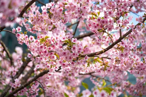 Cherry Blossom Tree 4K Wallpaper · flowers · 3840×2560