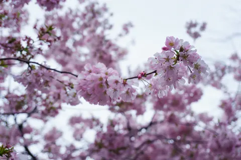 Cherry Blossom Tree 4K Wallpaper · flowers · 3840×2560