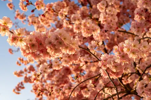 樱花树 4K壁纸 · flowers · 3840×2560