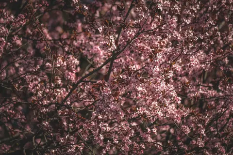 Hình nền Cây anh đào 4K · flowers · 3840×2560