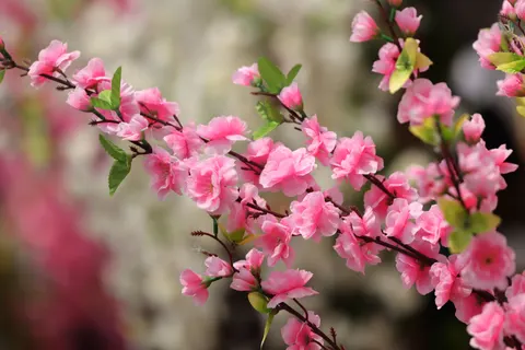 Cherry Blossom Tree 4K Wallpaper · flowers · 3840×2560