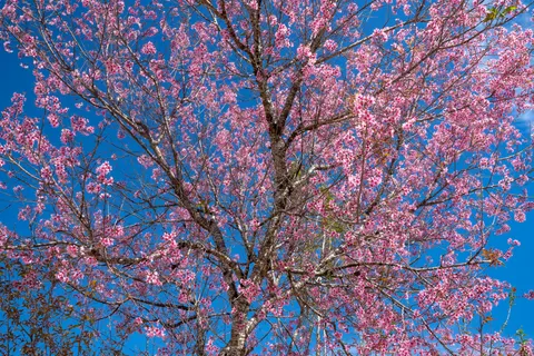 Cherry Blossom Tree 4K Wallpaper · flowers · 3840×2561