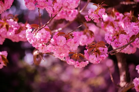 Cherry Blossom Tree 4K Wallpaper · flowers · 3840×2563