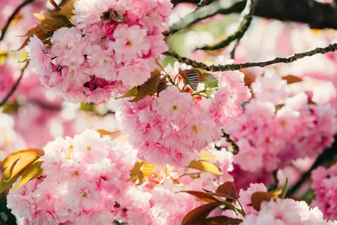 Cherry Blossom Tree 4K Wallpaper · flowers · 3840×2563