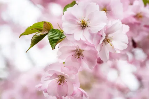 Cherry Blossom Tree 4K Wallpaper · flowers · 3840×2563