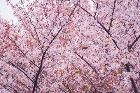 Cherry Blossom Tree 4K Wallpaper · flowers · 3840×2560
