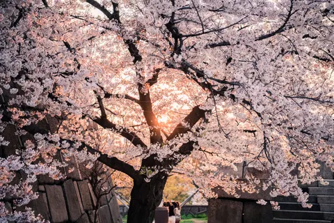 Bloeiende kersenboom 4K-achtergrond · flowers · 3840×2560