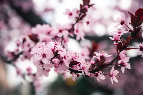 Cherry Blossom Tree 4K Wallpaper · flowers · 3840×2560