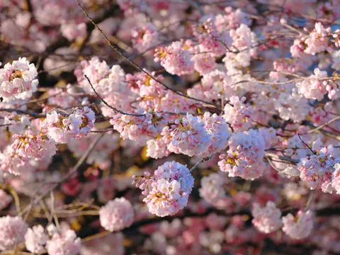 Kirschblütenbaum 4K Hintergrundbild · flowers · 3840×2880