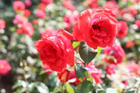 Rose Garden 4K Wallpaper · flowers · 3840×2560