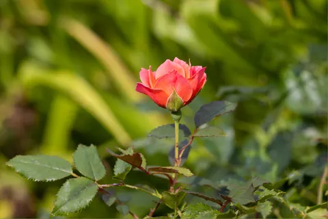 Rose Garden 4K Wallpaper · flowers · 3840×2561