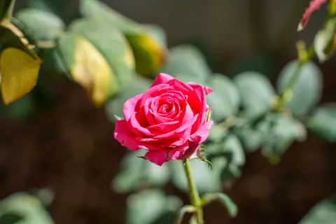 Rose Garden 4K Wallpaper · flowers · 3840×2561