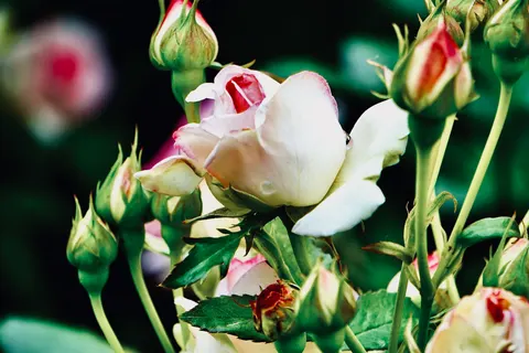 Rose Garden 4K Wallpaper · flowers · 3840×2560