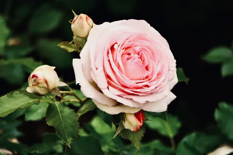 Rose Garden 4K Wallpaper · flowers · 3840×2560