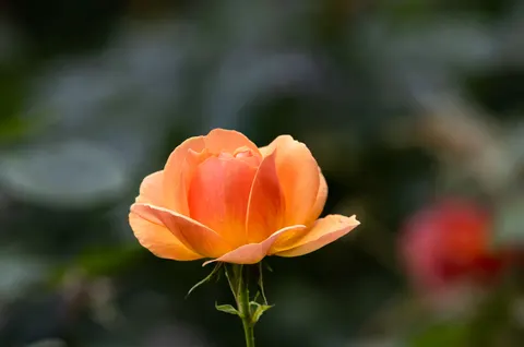 Rose Garden 4K Wallpaper · flowers · 3840×2548