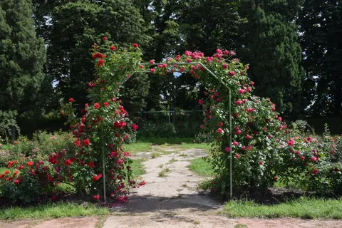 Rose Garden 4K Wallpaper · flowers · 3840×2560