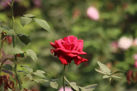 Rose Garden 4K Wallpaper · flowers · 3840×2560