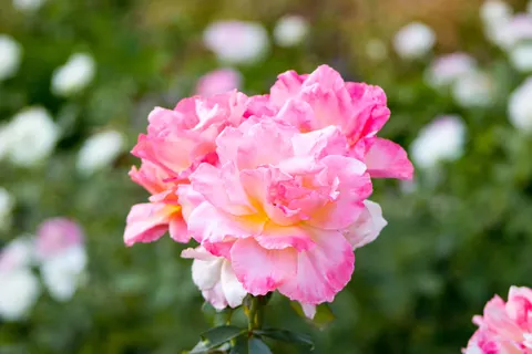 Rose Garden 4K Wallpaper · flowers · 3840×2560
