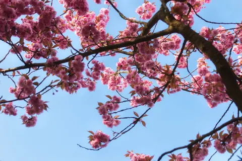 Kirschblütenbaum 4K Hintergrundbild · flowers · 3840×2560