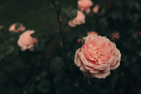 Rose Garden 4K Wallpaper · flowers · 3840×2562