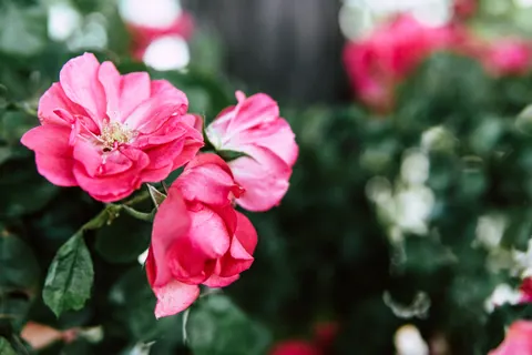 Rose Garden 4K Wallpaper · flowers · 3840×2560