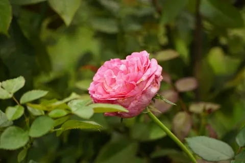 Rozentuin 4K-achtergrond · flowers · 3840×2560