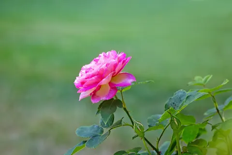 Rose Garden 4K Wallpaper · flowers · 3840×2561