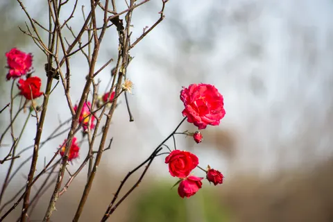 Rose Garden 4K Wallpaper · flowers · 3840×2563
