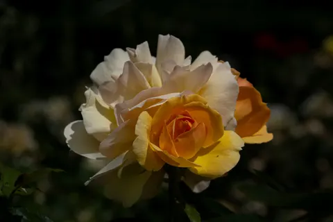 Rose Garden 4K Wallpaper · flowers · 3840×2560