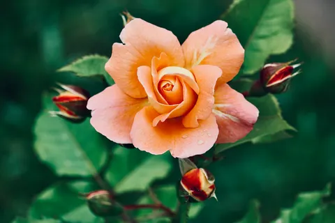 Rose Garden 4K Wallpaper · flowers · 3840×2560
