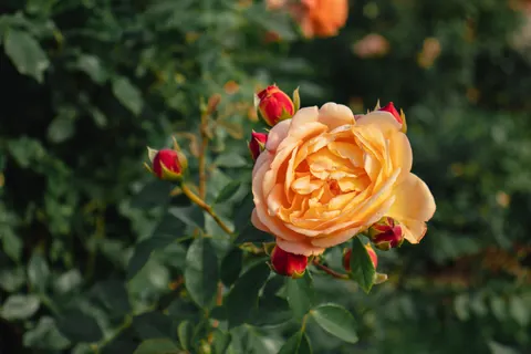 Rose Garden 4K Wallpaper · flowers · 3840×2560