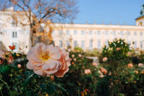 Rose Garden 4K Wallpaper · flowers · 3840×2560
