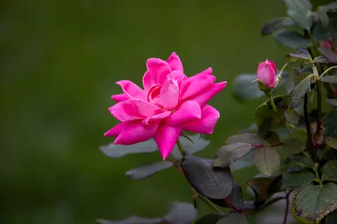 Rose Garden 4K Wallpaper · flowers · 3840×2561