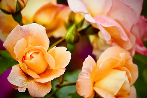 Rose Garden 4K Wallpaper · flowers · 3840×2560