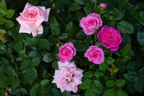 Rose Garden 4K Wallpaper · flowers · 3840×2560