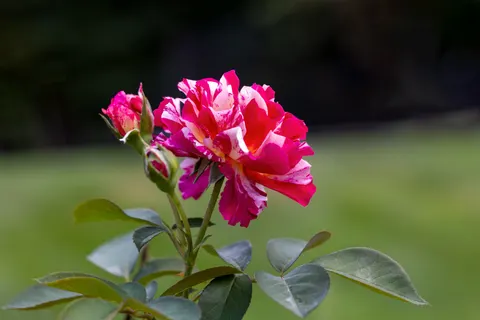 Rose Garden 4K Wallpaper · flowers · 3840×2561