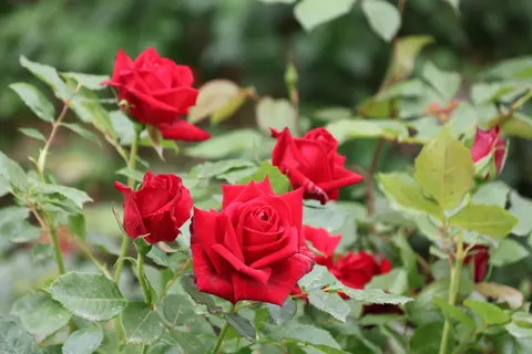Rose Garden 4K Wallpaper · flowers · 3840×2560