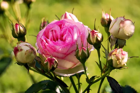 Rose Garden 4K Wallpaper · flowers · 3840×2560