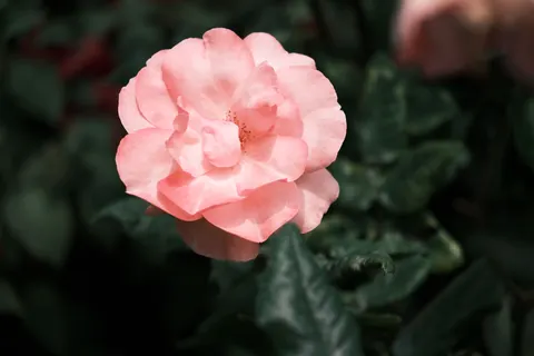 Rose Garden 4K Wallpaper · flowers · 3840×2560