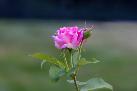 Rose Garden 4K Wallpaper · flowers · 3840×2561