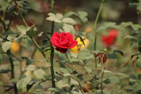 Rose Garden 4K Wallpaper · flowers · 3840×2560