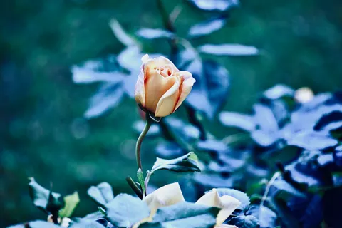 Rose Garden 4K Wallpaper · flowers · 3840×2560