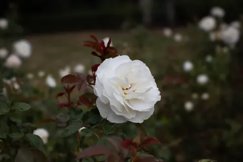 Rose Garden 4K Wallpaper · flowers · 3840×2560