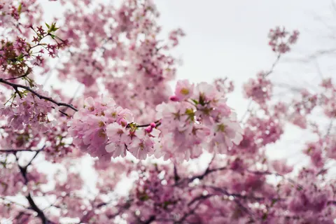 Kiraz Çiçeği Ağacı 4K Duvar Kağıdı · flowers · 3840×2560