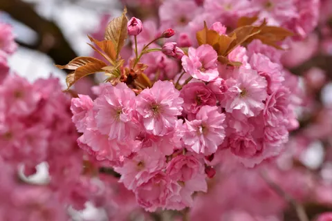 Kirschblütenbaum 4K Hintergrundbild · flowers · 3840×2560