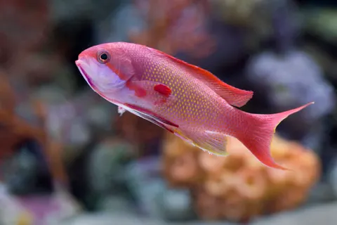 珊瑚礁魚群 4K桌布 · ocean · 3840×2560