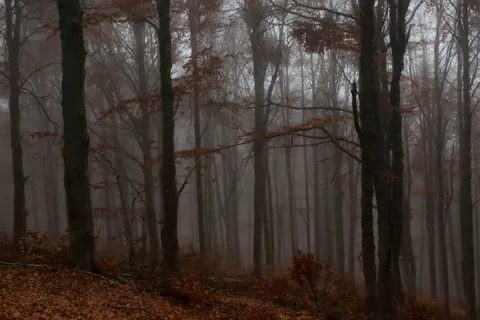 Foggy Forest 4K Wallpaper · nature · 3840×2560