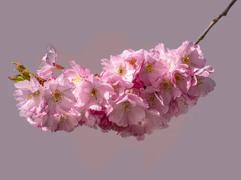 Kiraz Çiçeği Ağacı 4K Duvar Kağıdı · flowers · 3840×2880
